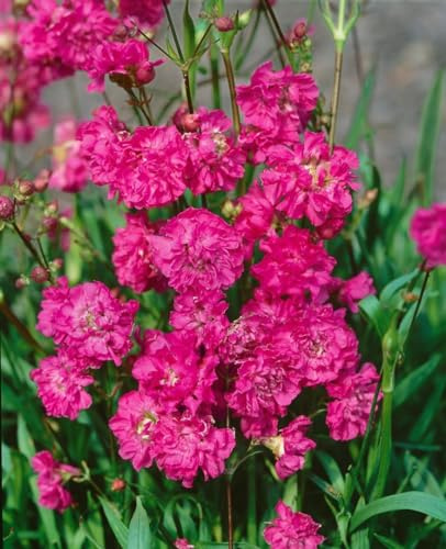 Lychnis viscaria 'Plena' 9x9 cm Topf – Winterhart, Mehrjährig, Pflegeleicht – Kuckucks-Lichtnelke – Staude für Beet & Steingarten