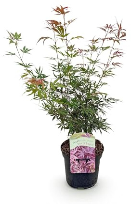 Terrassväxt - Japansk lönn - Acer palmatum Jerre Swarts - Mörkröd - 2 Växter - Lövfällande - 60-70cm - Ø25cm - Trädgårdsväxt