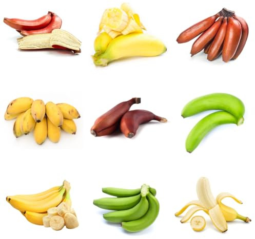 Semillas de banano, semillas raras banano columnar resistente la resistentes para el jardín variedades antiguas huerta 65pcs