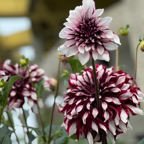 tuberi di dalia decorazione soggiorno giardino interno selvatici 6pcs