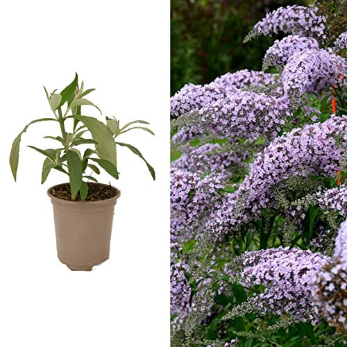 Carbeth Plants Buddleia Grand Cascade Plant 3 x 9cm Pot - Hardy Purple Mauve Butterfly Bush Easy to Grow Shrub - Summer Flowering Pollinator Friendly Garden Ready Plant for Beds, Borders & Pots