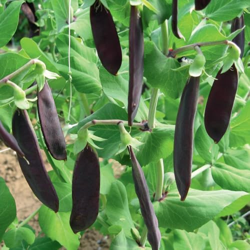 Lila sockerärta – Shiraz 10+ frön – Söt som honung och med hög avkastning! H 004