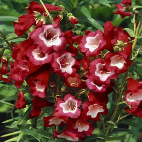 bartfaden mehrjährige blumensamen wildkräuter kräutersamen frühlingsblumen herbstpflanzen winterhart blühend pflanztopf balkon garten pflanzendeko kräuterpflanzen winterharte 120samen