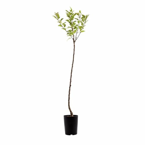 Pianta di Melo Pink Lady, Malus domestica Cripps Pink, Frutto Croccante e Succoso, Buccia Rosa
