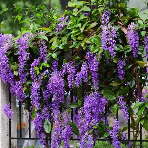 Petrea volubilis - semi di esotici trepadora giardino balcone primavera 125pcs