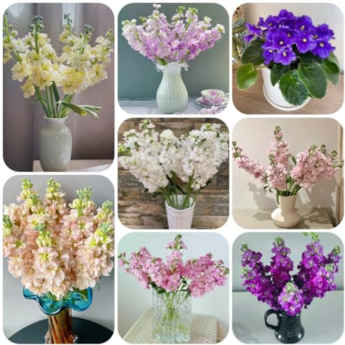 violette, violacciocca - ombra semi di selvatici azioni balcone recisi d'appartamento purificatrici d'aria di selvatici esotici rampicanti, giardino roccioso 420semi