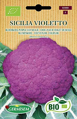 Germisem Blumenkohl SICILIA VIOLETTO, ECBIO3000