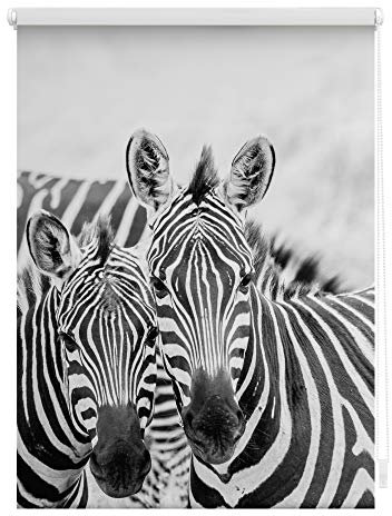 Lichtblick Klemmfix Tageslicht-Rollo mit Motiv, ohne Bohren, Blickdicht, Seitenzugrollo, Made in Germany, Zebra - Schwarz Weiß 60 x 150 cm (B x L)