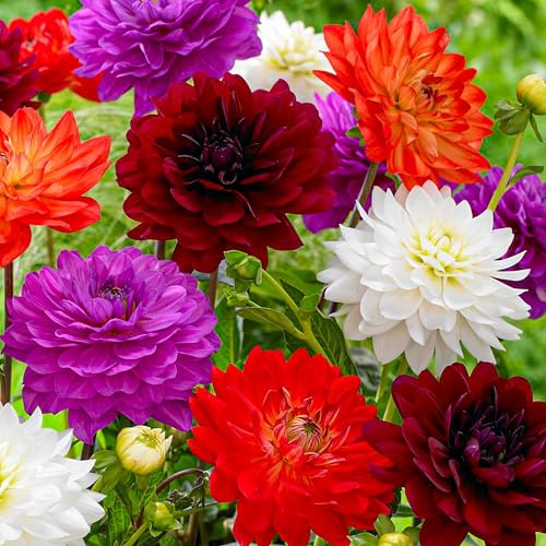 Dahlien Knollen - 5 Zwiebeln - Königlich Kollektion Blumenzwiebeln - Echte Pflanzen aus Holland - Für Garten, Töpfe und Balkon (kein Samen, nicht künstlich, nicht winterhart)
