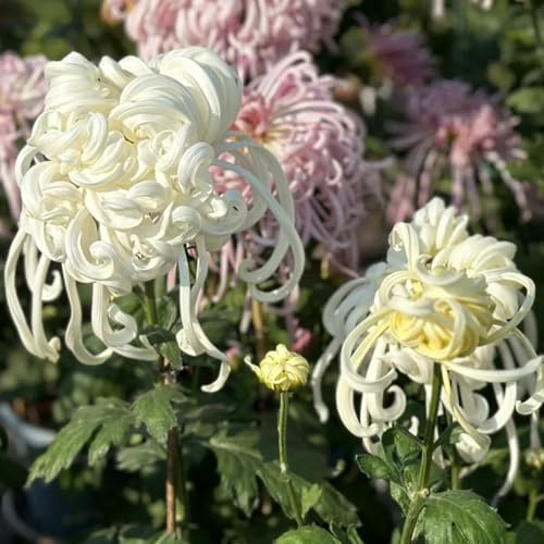 Semi di crisantemo - semi di rare in vaso rialzata arredamento del soggiorno esotico serre balcone interno balcone autunnali per i luoghi 30pcs