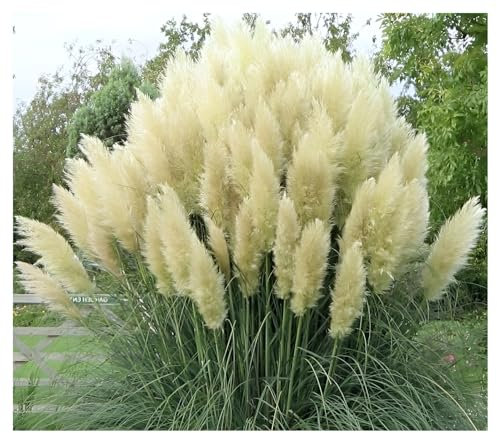 Stauden Gänge 1 x Cortaderia selloana 'White' im 1 Liter Topf (Ziergras/Gräser/Winterhart/Mehrjährig/Immergrün) Weißes Pampasgras - Majestätische, schneeweiße Federn für Ihren Garten