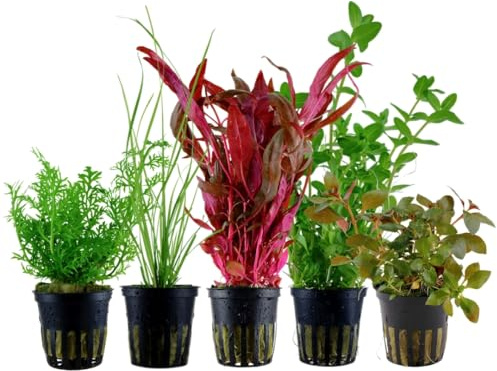 AquaOne Aquarium Pflanzen 5X Wasserpflanzen Set mit 5 Hintergrundpflanzen | Hintergrund Aquarienpflanzen, Alternanthera Cyperus Ludwigia Bacopa