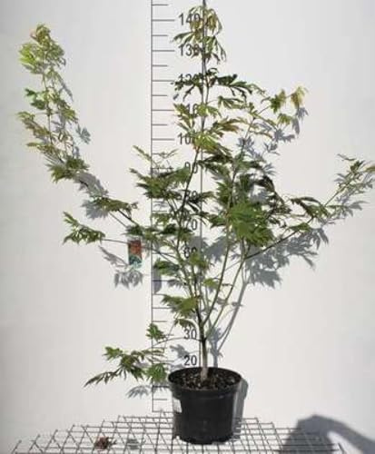 Acer jap. 'Aconitifolium' - Erable Nain Du Japon, Erable À Feuilles D'Aconit, 60-80 cm en pot