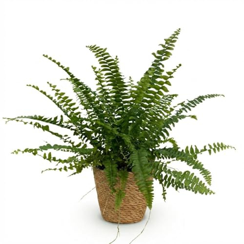 Nephrolepsis Exaltata Green Lady Feln – Pianta da interno nel cestino Ø 12 cm altezza 25 cm – Pianta verde adatta agli animali domestici – Purificazione dell'aria e facile da pulire – per soggiorno