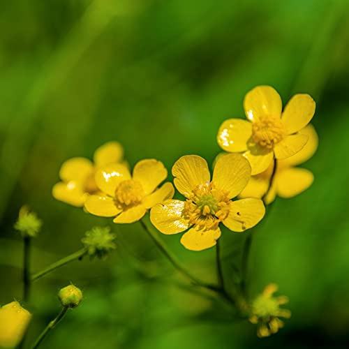 ranunkeln kräutergarten stauden blumenzwiebeln winterhart pflanztopf dekopflanze bonzai bodendecker winterhart mehrjährig winterharte kübelpflanzen exotische zimmerpflanzen 8zwiebeln