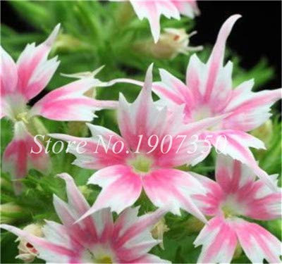 Misto Phlox Fiore Semente 120 Pz Pianta Phlox Fiore Phlox Drummondii Così rara ezza Il tuo giardino: 3