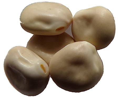 Lupin Blanc - 100 grammes - Lupinus Alba - (Engrais Vert) SEM05