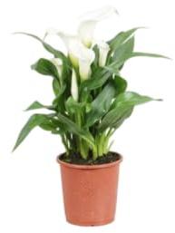 DECOALIVE Planta Natural Cala Ideal para Jardines y Terrazas con Estilo