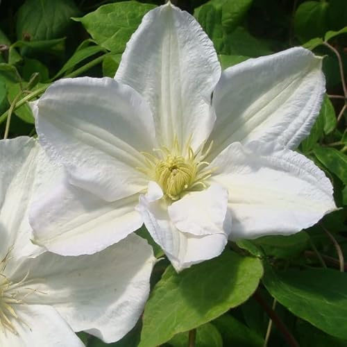 Waldrebe 'Madame Le Coultre' - Clematis ‘Mevrouw Le Coultre' - 50-60 cm Topf