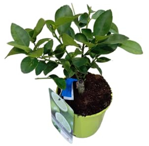 Árbol de Lima Frondoso Planta Frutal Natural Productora de Frutas Jugosas de Perfume Cítrico