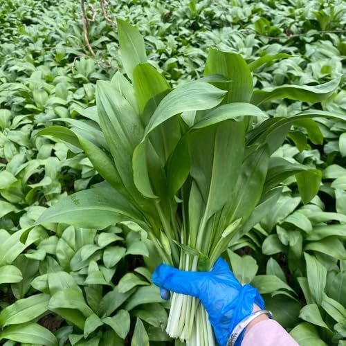 semillas de ajo silvestre - jardín interior resistentes 150pcs