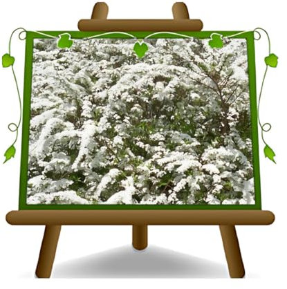EURO PLANTS VIVAI Spiraea Nipponica Snowmound Pianta Ornamentale in Vaso 16 cm - Altezza 20-30 cm