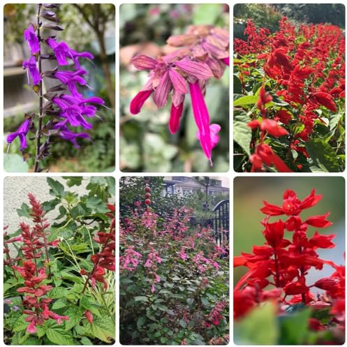 semillas de salvia de fuego, raras Salvia esplendorosa, semillas de silvestres perennes exóticas 300pcs