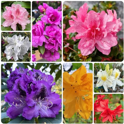 semi di rododendro arbusti, decorazione del soggiorno di di azalea da giardino, d'appartamento, rare Decorazione da giardino 10pcs