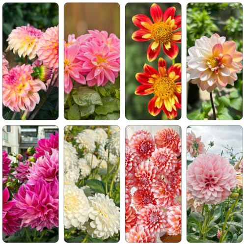dahlien dachbegrünung steingartenpflanzen hochbeet balkon garten hochbeett balkonpflanzen blumenwiese büropflanzen zimmerpflanzen kräutergarten blumenzwiebeln mehrjährig winterhart 12zwiebeln