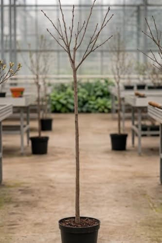 Cerezo Japonés Ukon (Prunus serrulata) 10L – Árbol Ornamental con Flores Amarillo-Verde