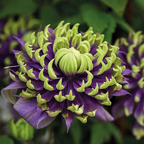 Clematis Taiga Clematis Florida Taiga Old Man’s Beard Hardy Shrub Exotic Show Stopping Climber Ideal for Walls, Fences and trellises Easy to Grow and Maintain 11cm Pot by Thompson and Morgan (1)