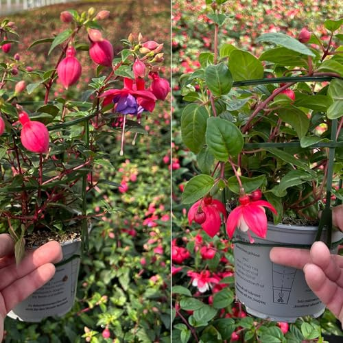 Fuchsien hängend, Farben zufällig, Topf-Ø 12 cm, 6 Pflanzen