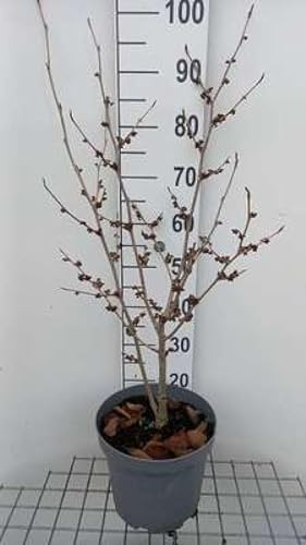 Hamamelis int. 'Westerstede' - Noisetier De Sorcière 'Westerstede' 60-80 cm en pot