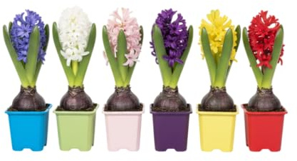 Pack DECOALIVE Seis Jacintos: Aroma Envolvente y Flores Radiantes para Dar Vida a tu Espacio