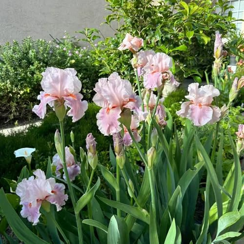 iris balcón temprana balcón jardín 2bulbos