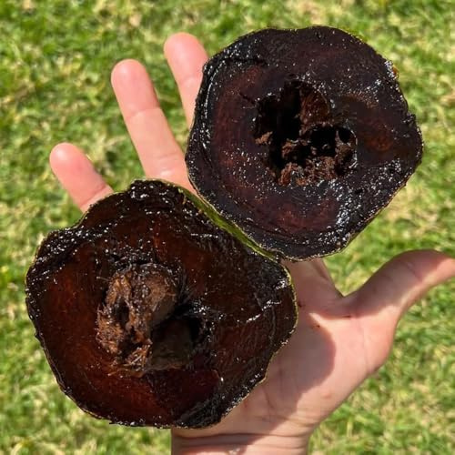 semillas de caqui negro - budín de chocolate con zapote negro orgánicas, variedades antiguas caqui negro, resistentes de caqui, 40pcs