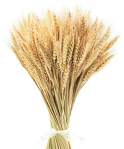 Uieke 17.7 Inches Dried Wheat Stalks, 200 Stems Dried Flowers 100% Natural Wheat for Home Kitchen Wedding Party Table Centerpiece Harvest Wreath Boho Farmhouse DIY Decoration