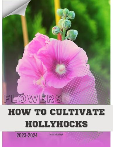 How to Cultivate Hollyhocks: Become flowers expert