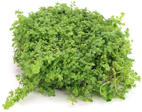 K2AQUA Hemianthus Callitrichoides Cuba Live Aquarium Plant Bright Green Micro Leaves Foreground Carpet High Light CO2 Required Tropical Aquascape