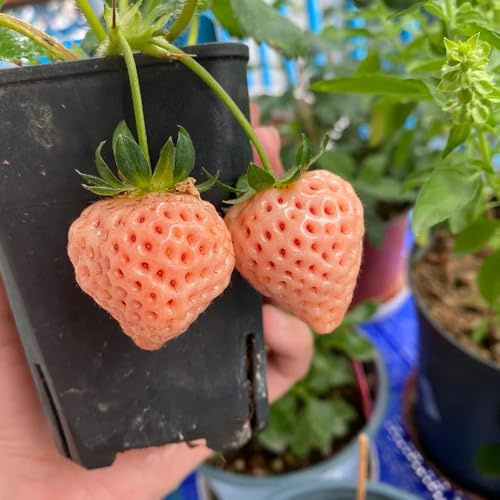 erdbeeren, winterhart alte sorten garten, gewächshaus 400samen