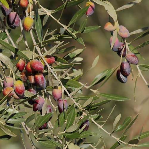 olivenbaum pflanztopf gartenpflanzen stauden winterhart mehrjährig, balkonpflanzen winterhart kräutergarten balkon garten hochbeet balkon garten olivenbäume 15samen