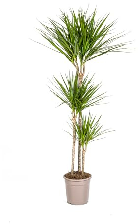 Drachenbaum Dracaena Marginata Green – Zimmerpflanze – Ø24cm – 130-150cm hoch – Schlanke, dunkelgrüne Blätter – Pflegeleicht & modern