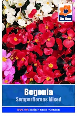 Begonia Semperflorens Mixed -40 Seeds Flower Plant Bedding Borders Containers Pots Grow Your Own Garden Plant Seed