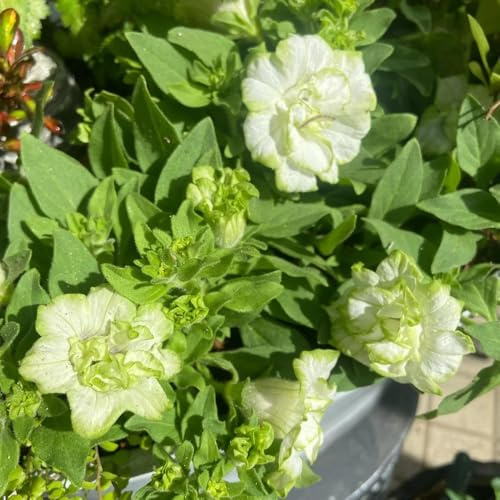 semillas de petunia, petunias colgantes colgantes de interior petunias jardín balcón resistentes en macetas al aire libre oficina, techo verde interior 225semillas