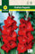 Mascarell Semillas, GLADIOLO OEGANDA, Semillas Bulbosas, Bulbos de Flores Primavera Fácil de Cultivar, Bolsa 10 Bulbos