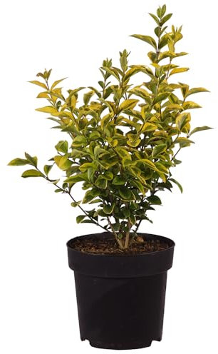 Gold-Liguster, Ligustrum ovalifolium 'Aureum', immergrün, goldgelb, Hecke, pflegeleicht, Gartengestaltung