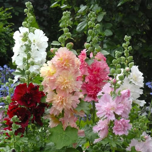 malvarrosas - Alcea rosea - Semillas de perennes, de balcón resistentes. semillas malvarrosa silvestres cortadas Decoraciones jardín exteriores, 160semillas