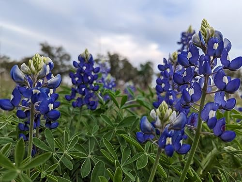 1 Kg Samen Blaue Bitter Lupine Lupinus angustifolius natürliche Düngung Blumen
