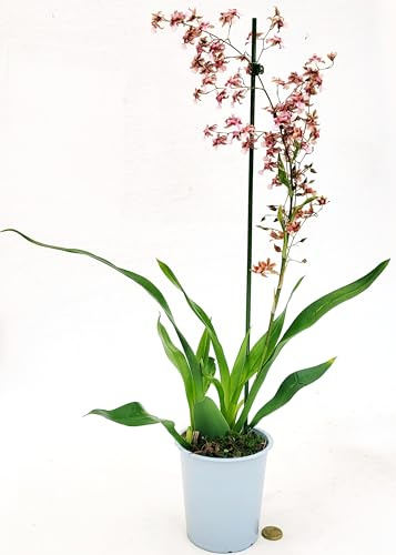 ONCIDIUM SHARRY BABY SWEET FRAGRANCE, ORCHIDEA, pianta vera