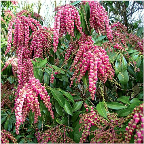 GrowOn Shrubs Pieris 'Valley Vallentine' | Evergreen Shrub | Outdoor Garden Ready Plant | Spring Flowering | Dusk Red Flowers